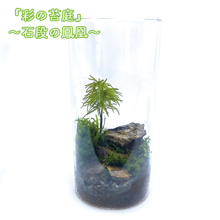 苔 煉瓦 石窯についてます ラピュタ コケリウム テラリウム 【公式通販】