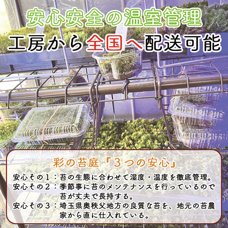 苔テラリウム 彩の苔庭シリーズ 『石段の鳳凰』 | オンライン苔