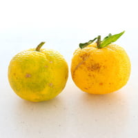 【柚子のみ1Kg】marimoレシピ用 青山農園の無農薬柚子1Kg（8-12玉程度）