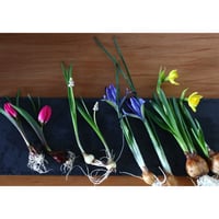 球根付きお花セット