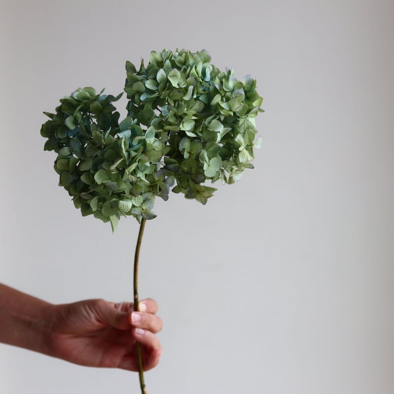 紫陽花　ドライフラワー　4セット 秋色紫陽花のドライフラワー 4本セット | karai fleuriste WEB SHOP