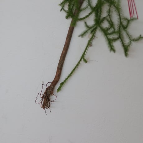 松のお正月飾り