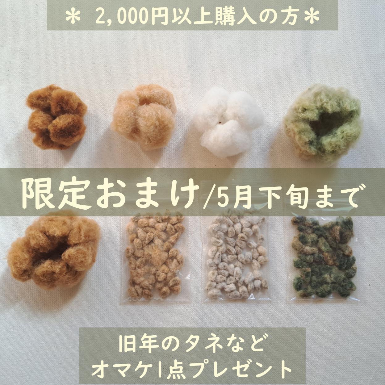 CATEGORY 綿 | わたいとや