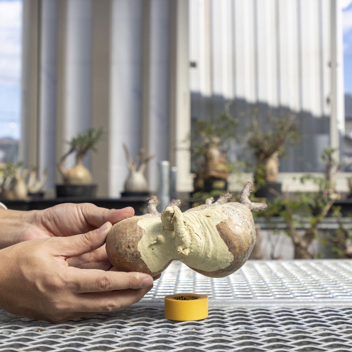 『作家鉢付き』グラキリス　2頭　ダブルヘッド　美株 作家鉢付き』グラキリス 2頭 ダブルヘッド 美株 作家鉢付き