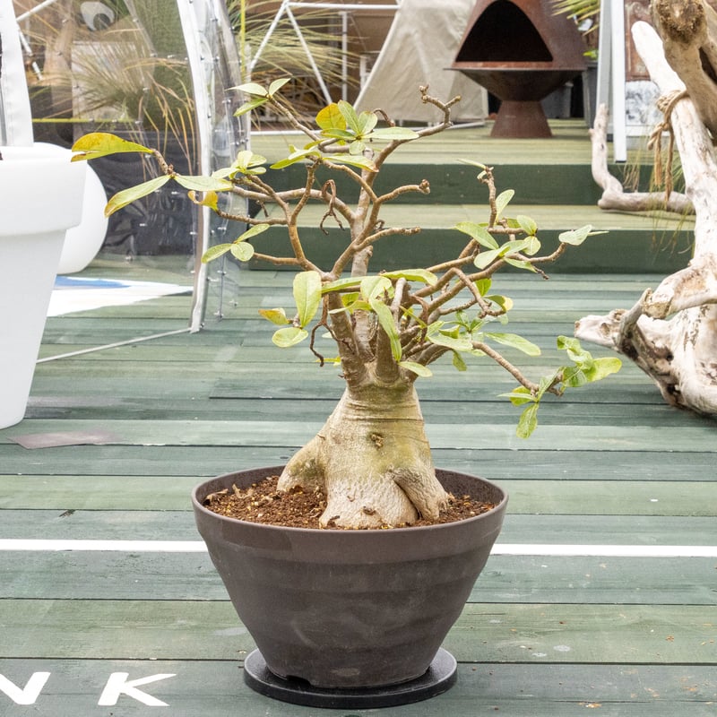 【貴重】【多枝】アデニウム•ソコトラナム アデニウム ソコトラナム 「Adenium socotranum 」8/31-19C-2 |