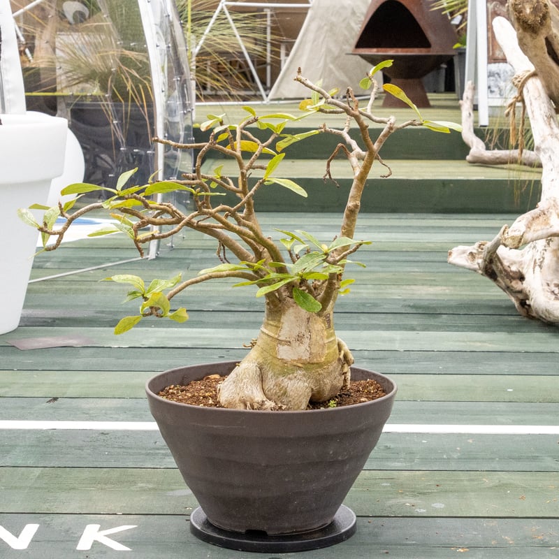 アデニウム ソコトラナム 「Adenium socotranum 」6/20-813 | S