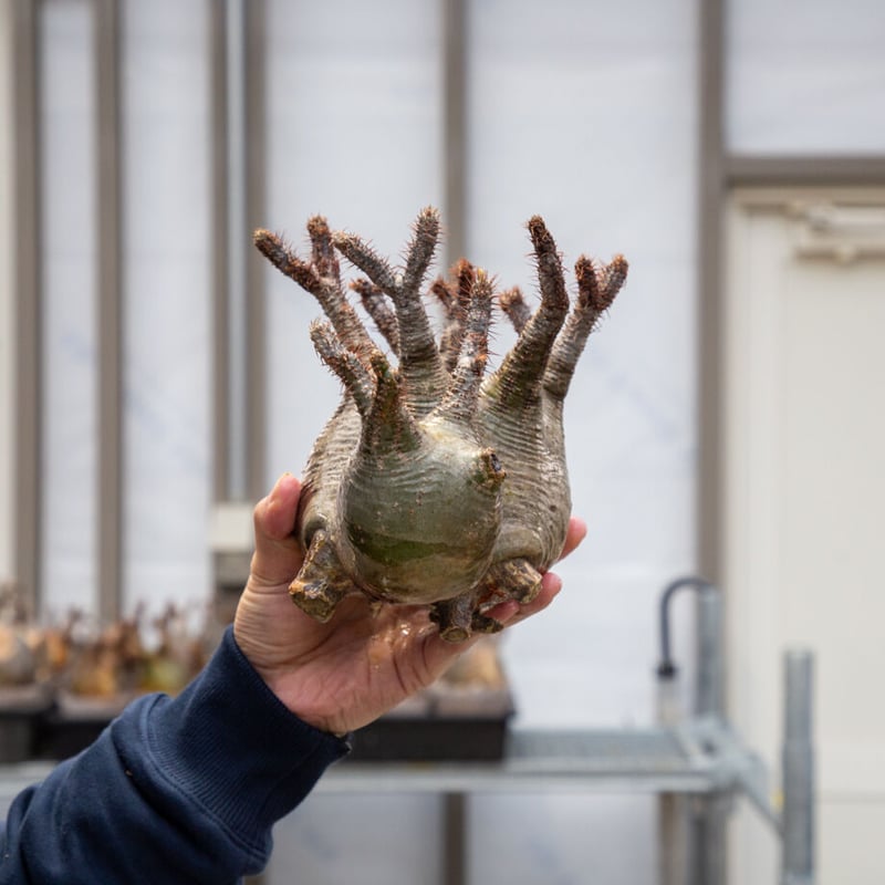 多頭】グラキリス 2203-08-G-05【スペシャル】 | ISALO