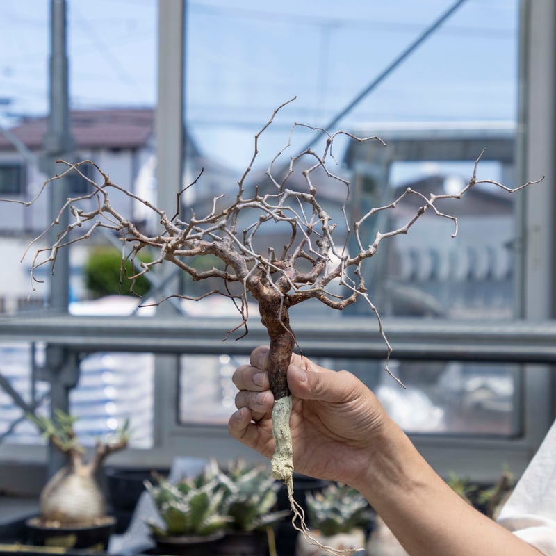 コミフォラモンストローサ 24050510_34 【現地球】 | ISALO 