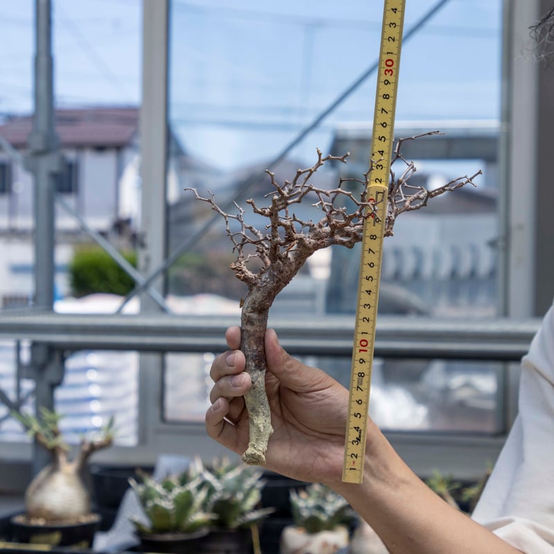 コミフォラモンストローサ　塊根植物　発根済　現地球　モンストローサ コミフォラモンストローサ実生株。 なかなか思うように成長して