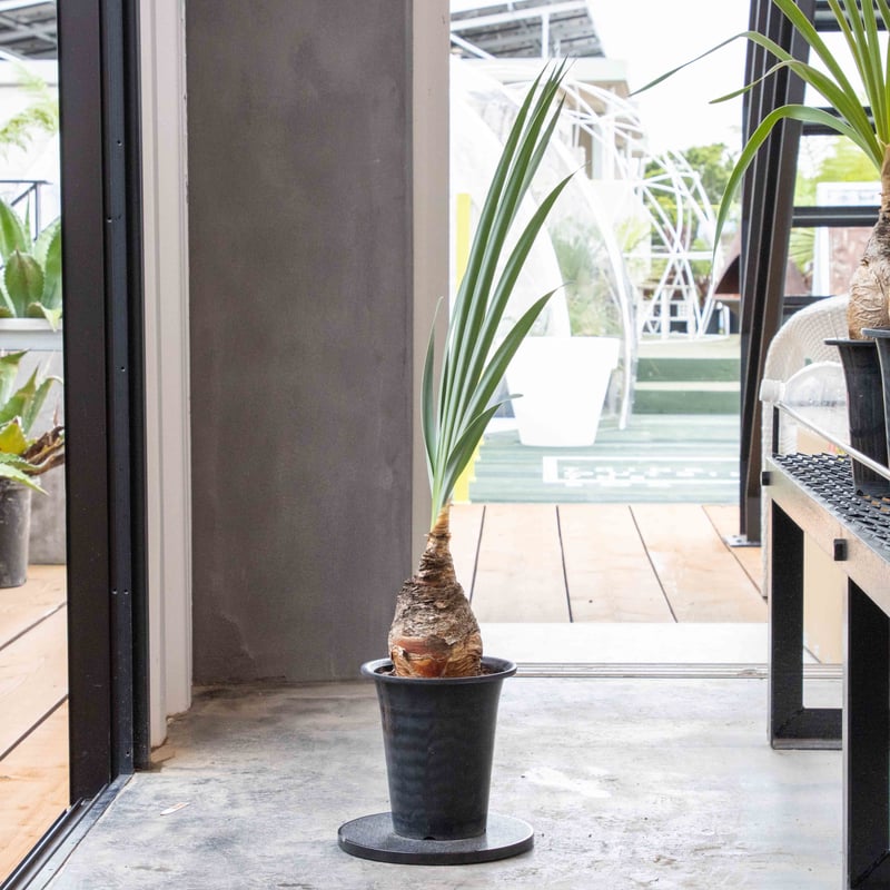 カ*ン様 ブーファン ディスティチャ ブーファン・ディスティチャ NHB-0005 | ISALO