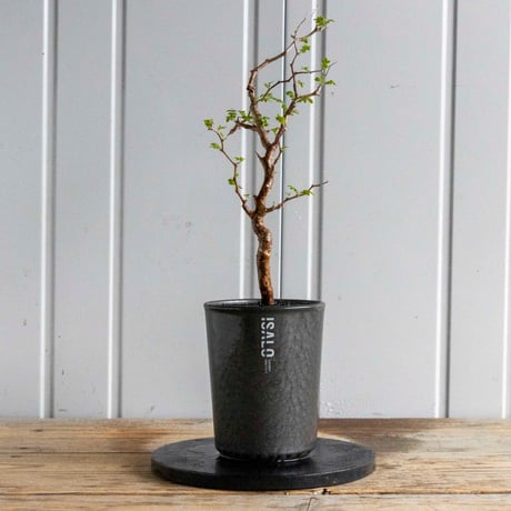 コミフォラモンストローサ | STORES