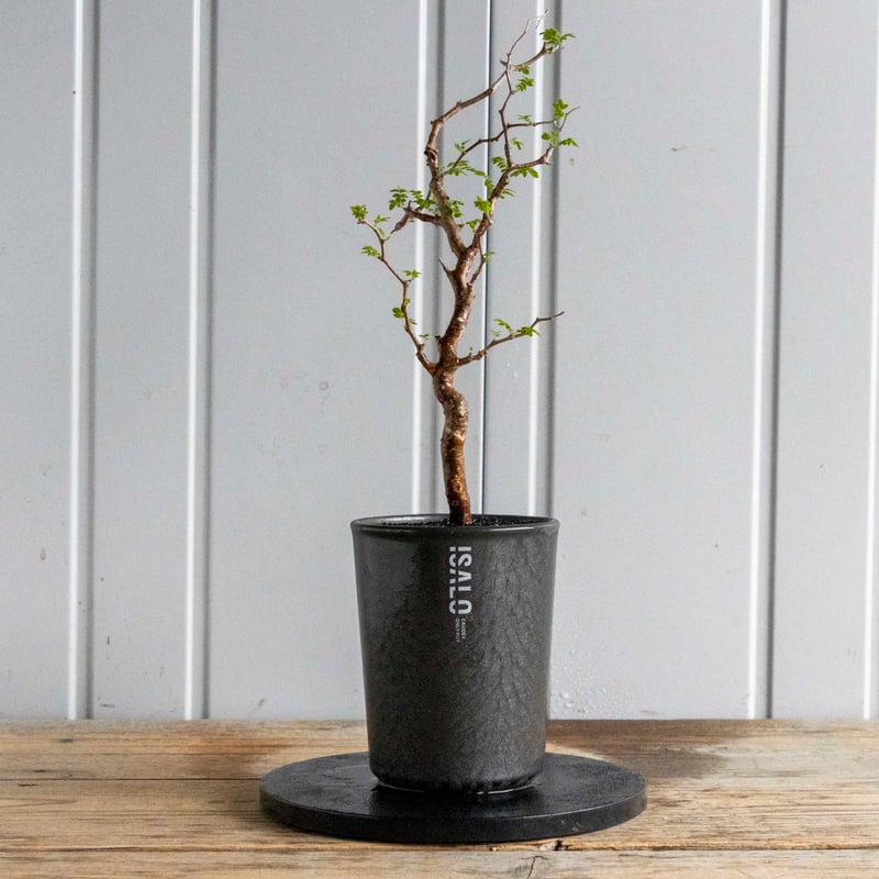 コミフォラ　モンスローサ　現地株　発根済 コミフォラ モンストローサ 発根済 現地株 MO-04 | Botanical Holic