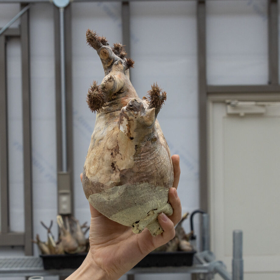 パキポディウムグラキリス全綴化多頭多肢コーデックス