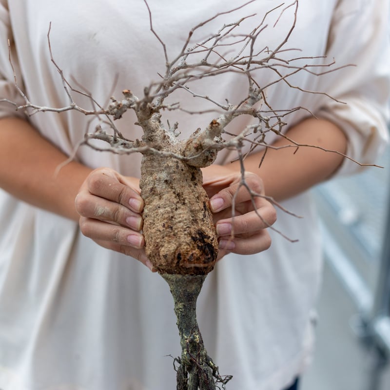 パキプス（現地発根株） 0702P-32 | ISALO