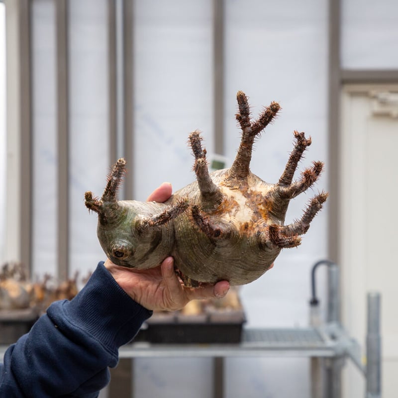 多頭】グラキリス 2203-08-G-05【スペシャル】 | ISALO