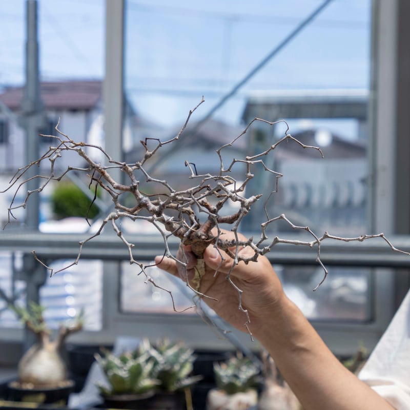 コミフォラモンストローサ 現地球 【公式通販】