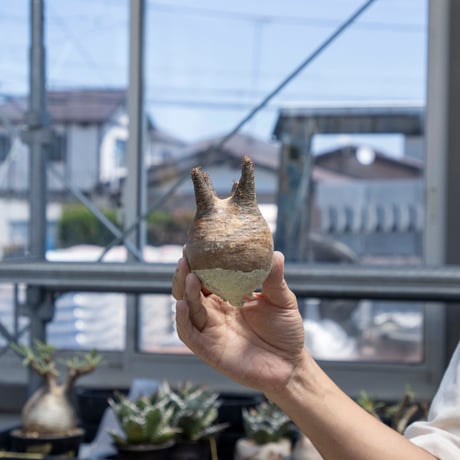 サーガ❗️勤労感謝の日セール❗️グラキリス丸め発根管理中 現地球 サーガ❗️勤労感謝の日セール❗️グラキリス丸め発根管理中 現地球 未