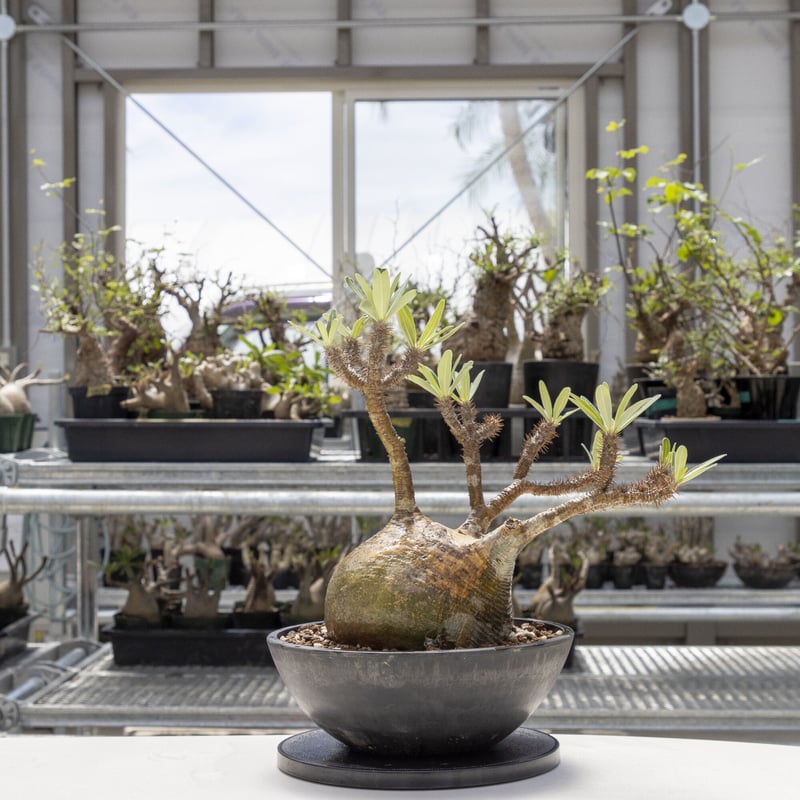 グラキリス 0802G-0003 | ISALO