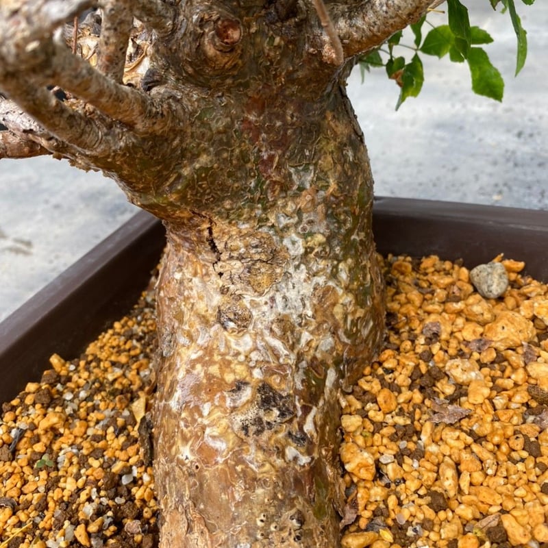 コミフォラフンベルティ CFB-0001 | ISALO