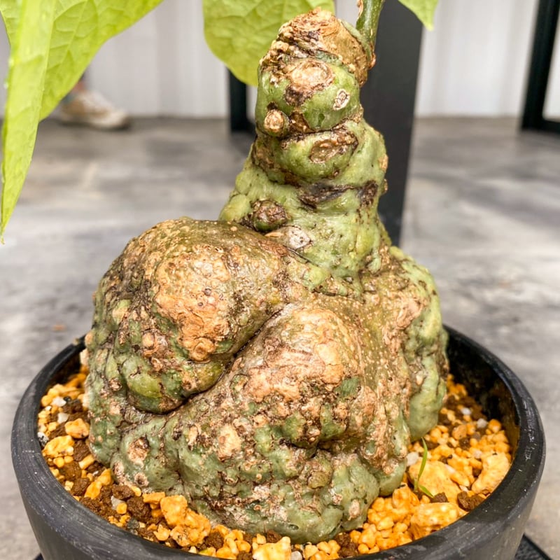 アデニアフィリンガラベンシス AD-0002 | ISALO