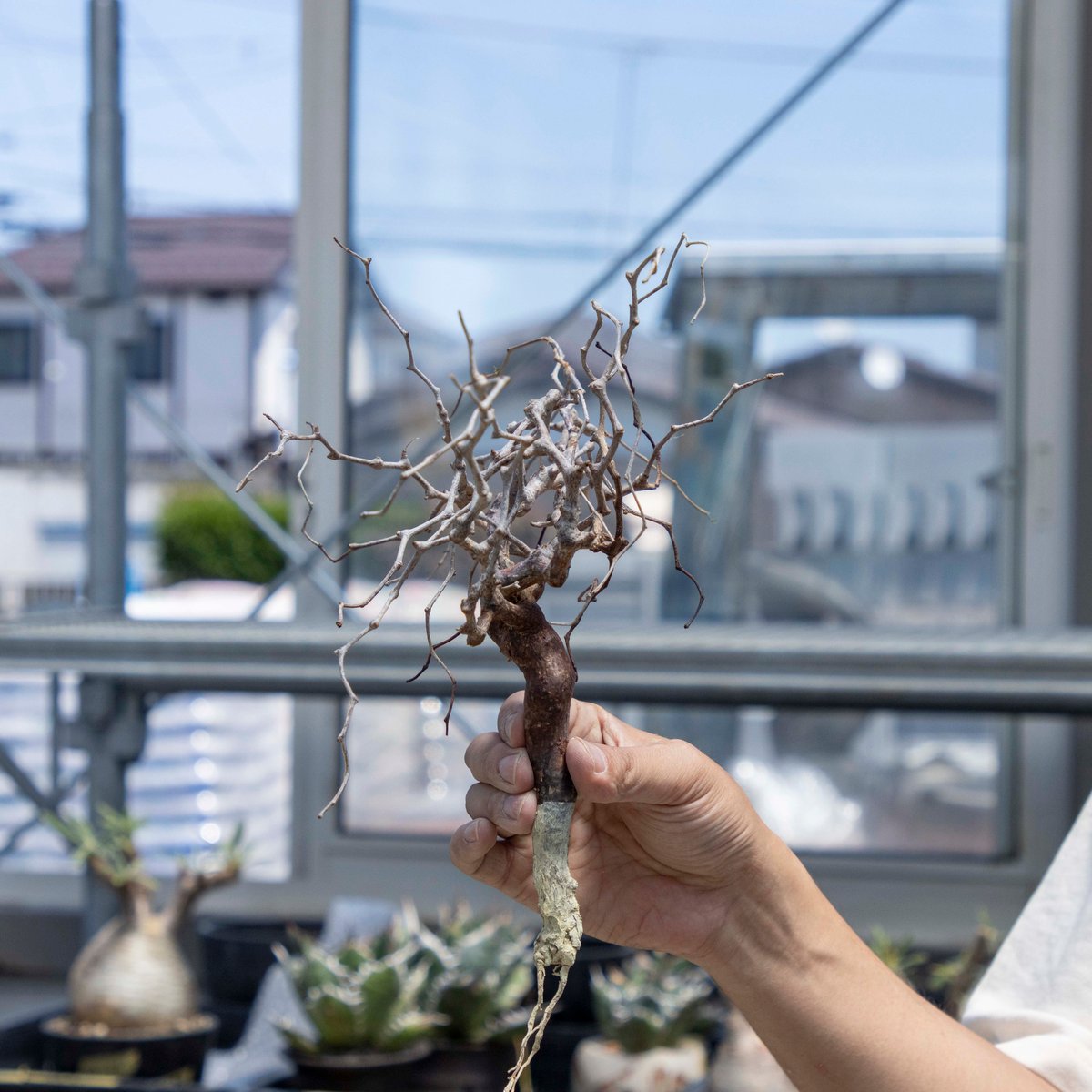 コミフォラモンストローサ 24050510_34 【現地球】 | ISALO