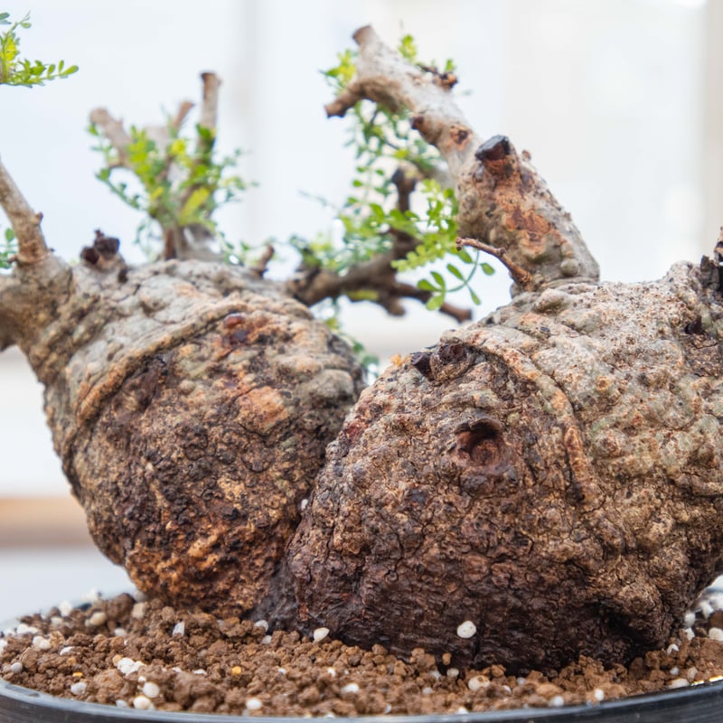オペルクリカリア パキプス NHPZ-0009 | ISALO