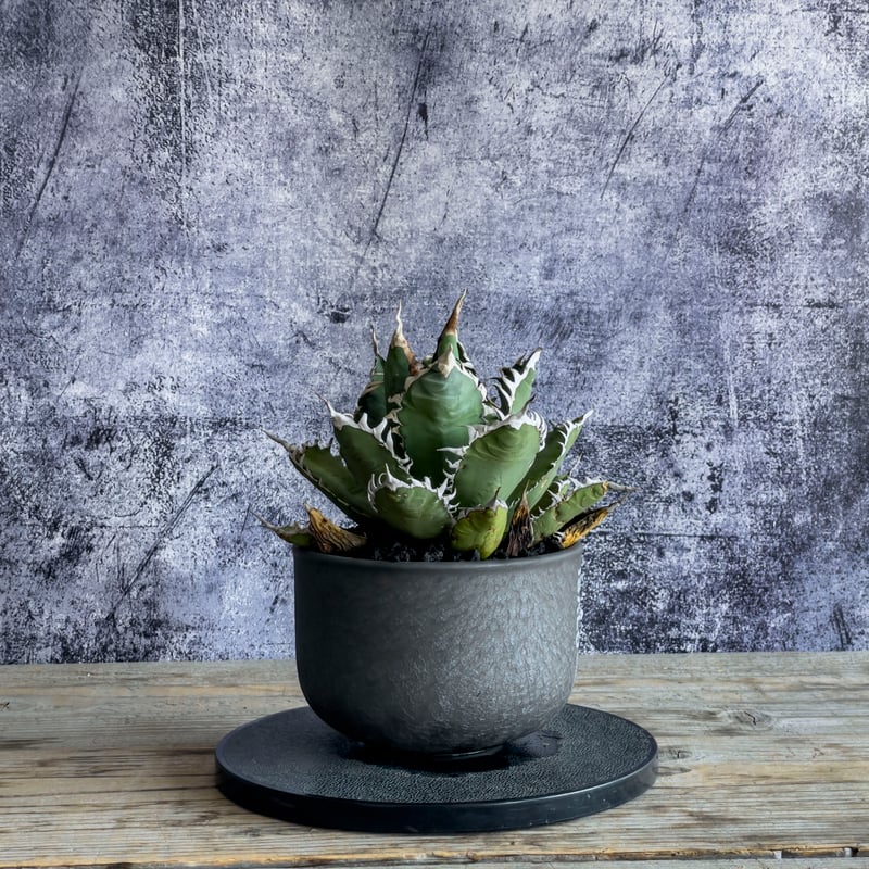 アガベ・オアハカオテロイ現地株　発根済　大株　コレクション株　断捨離 アガベ・オアハカオテロイ現地株 発根済 大株 コレクション株 断捨離