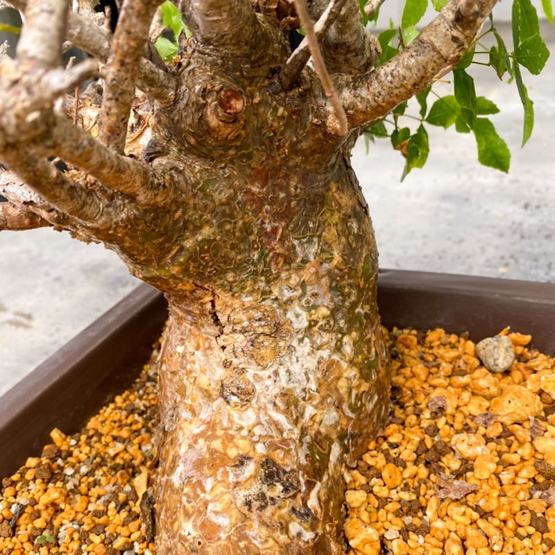 コミフォラフンベルティ CFB-0001 | ISALO