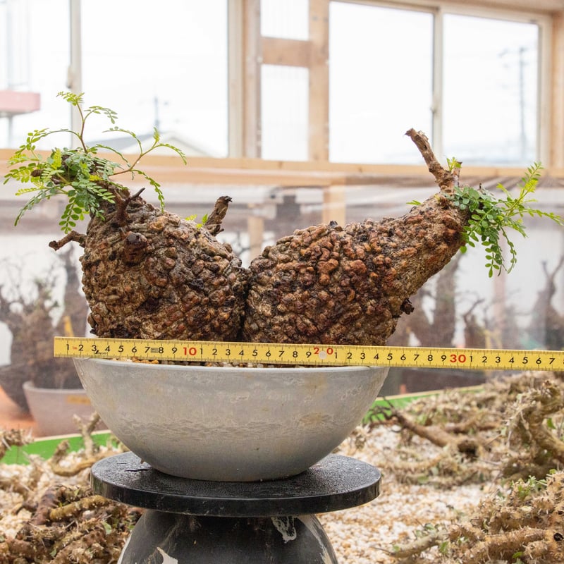 オペルクリカリア パキプス 9 オペルクリカリア パキプスの通信販売