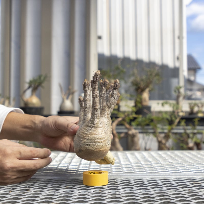 グラキリス ダブルヘッド 1223-25 | ISALO