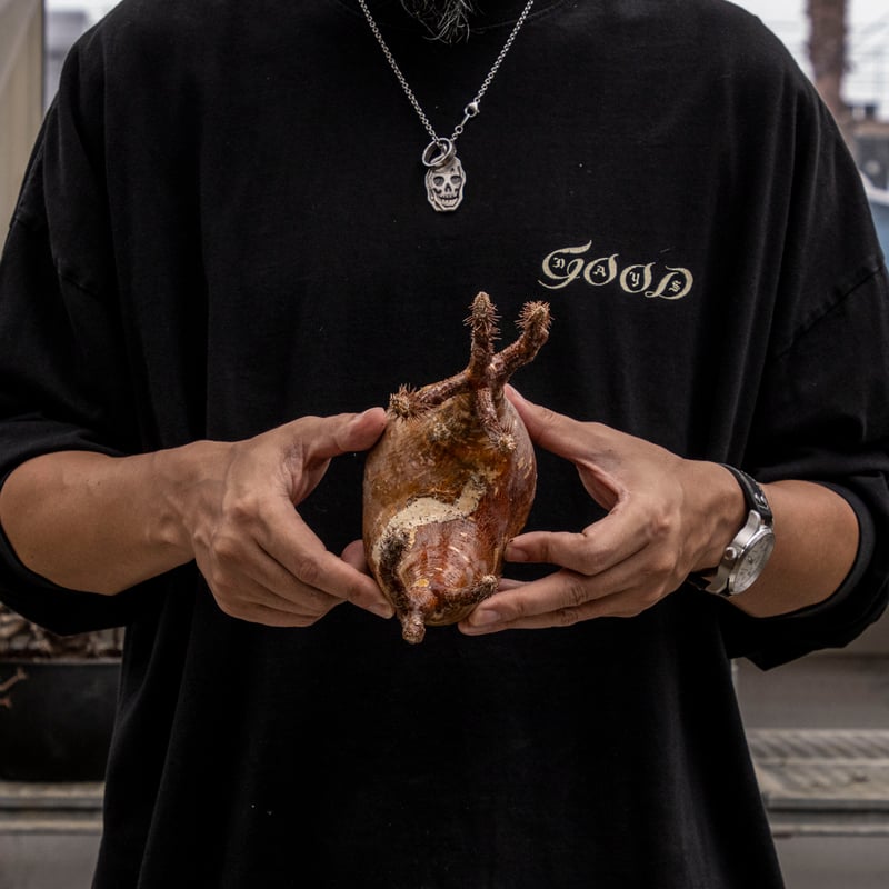 現地発根株】グラキリス 2665_13【期間限定】 | ISALO