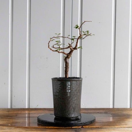 コミフォラモンストローサ　塊根植物　発根済　現地球　モンストローサ 2021年播種のコミフォラモンストローサ。 モンストローサにして