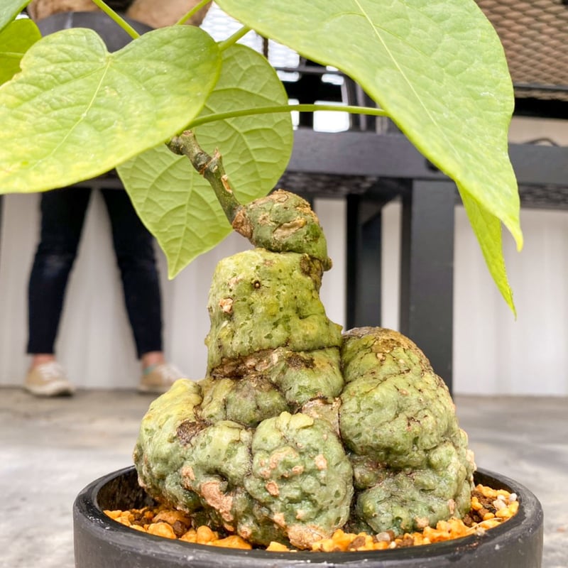 【現品】アデニア・フィンガラベンシス　超大株！塊根植物（コーデックス）9号　T6 アデニアフィリンガラベンシス AD-0002 | ISALO