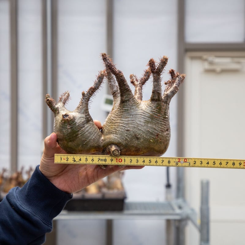 【グラキリス】春から塊根！多頭？良型 多頭 変態 グラキリス - 象牙宮 - size L［No.39］ × 沖誠 作品