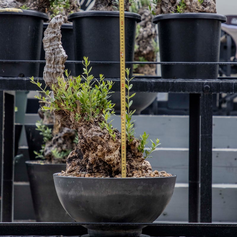 オールドオリーブ 24060731-1【発根済】 | ISALO