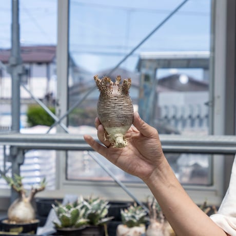 サーガ❗️勤労感謝の日セール❗️グラキリス丸め発根管理中 現地球 サーガ❗️勤労感謝の日セール❗️グラキリス丸め発根管理中 現地球 未