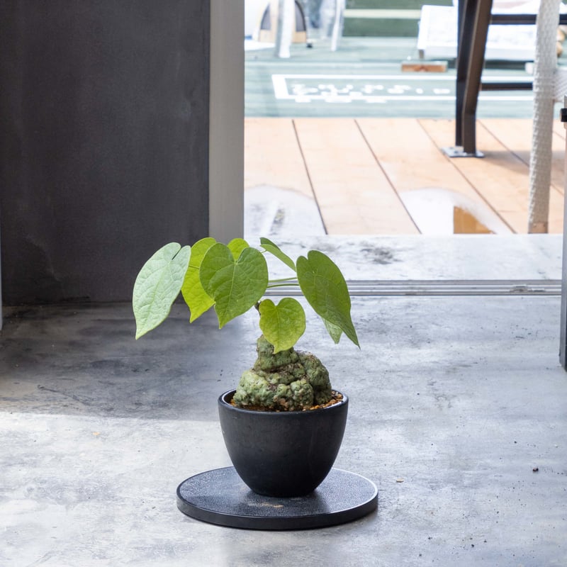 アデニアフィリンガラベンシス AD-0002 | ISALO