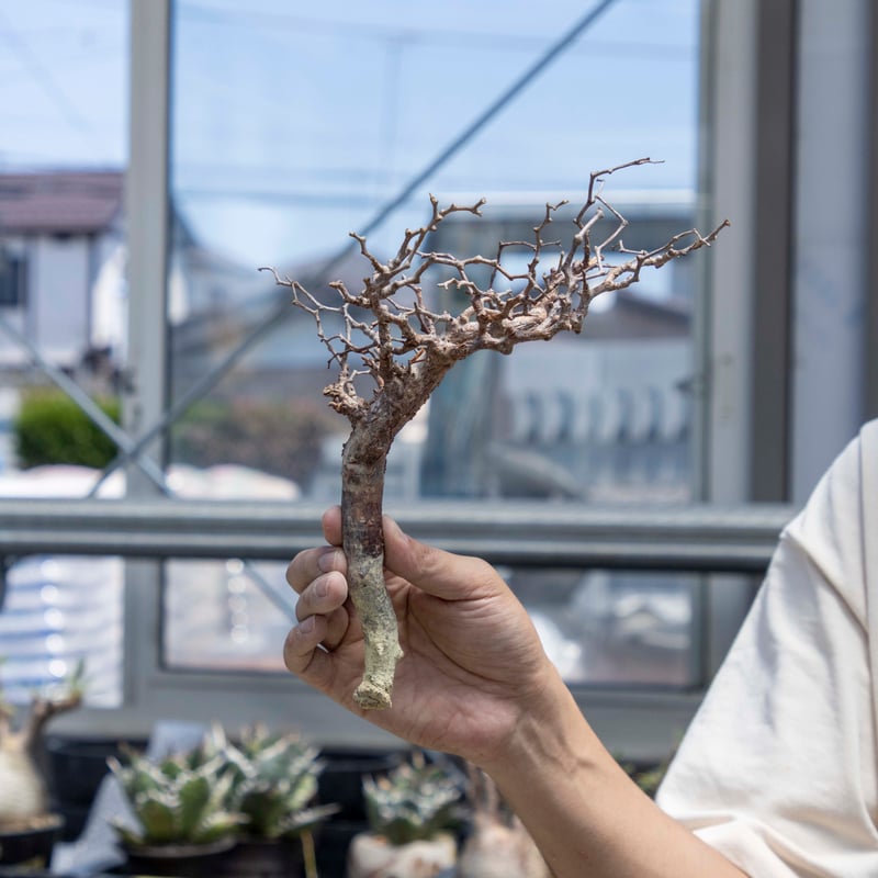 【現地球】コミフォラモンストローサ　国内管理５年目　発根済み コミフォラモンストローサの通販 by TAC's shop｜ラクマ