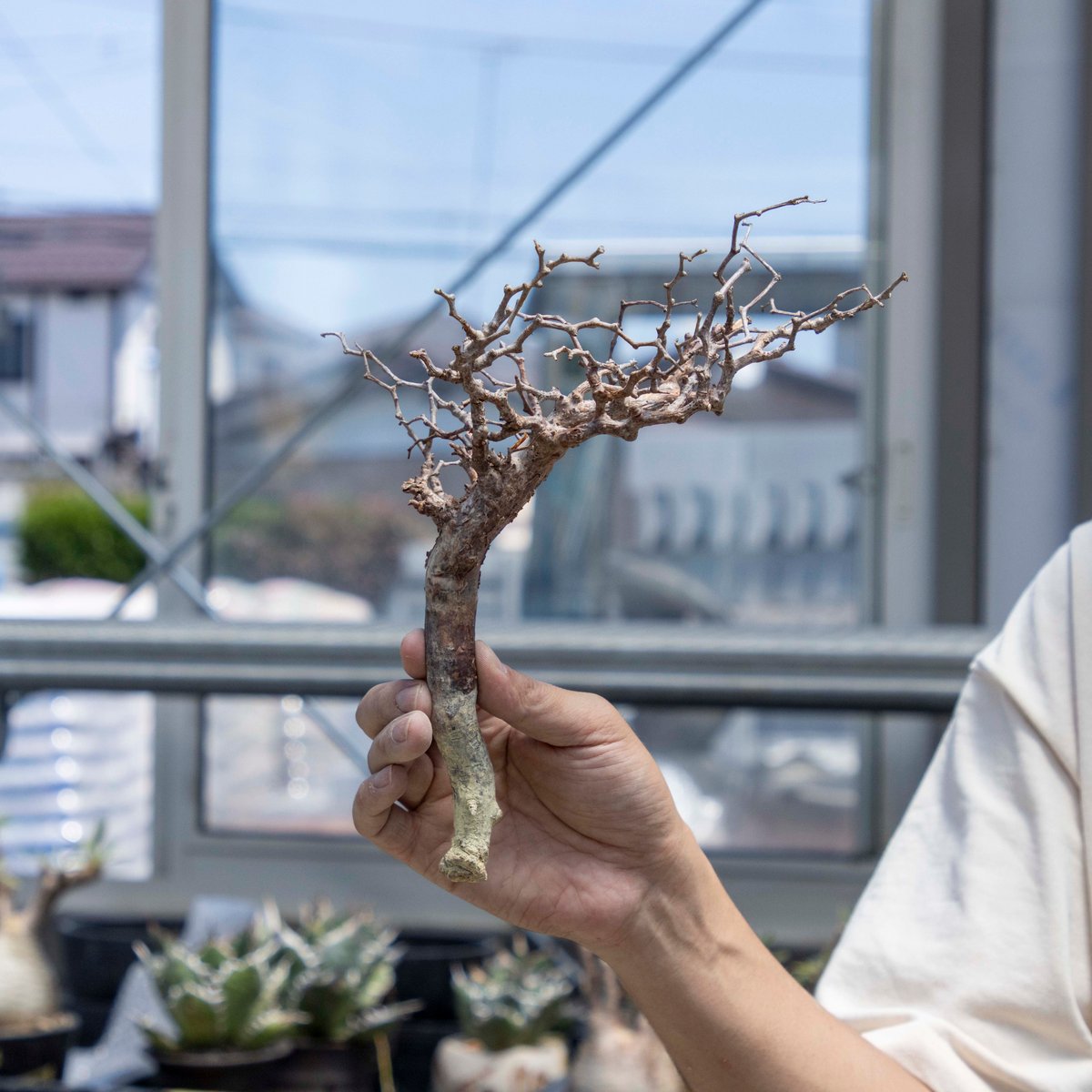 コミフォラ モンストローサ 現地球 検）グラキリス パキプス