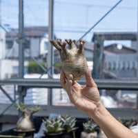 コミフォラモンストローサ 24050510_36 【現地球】 | ISALO