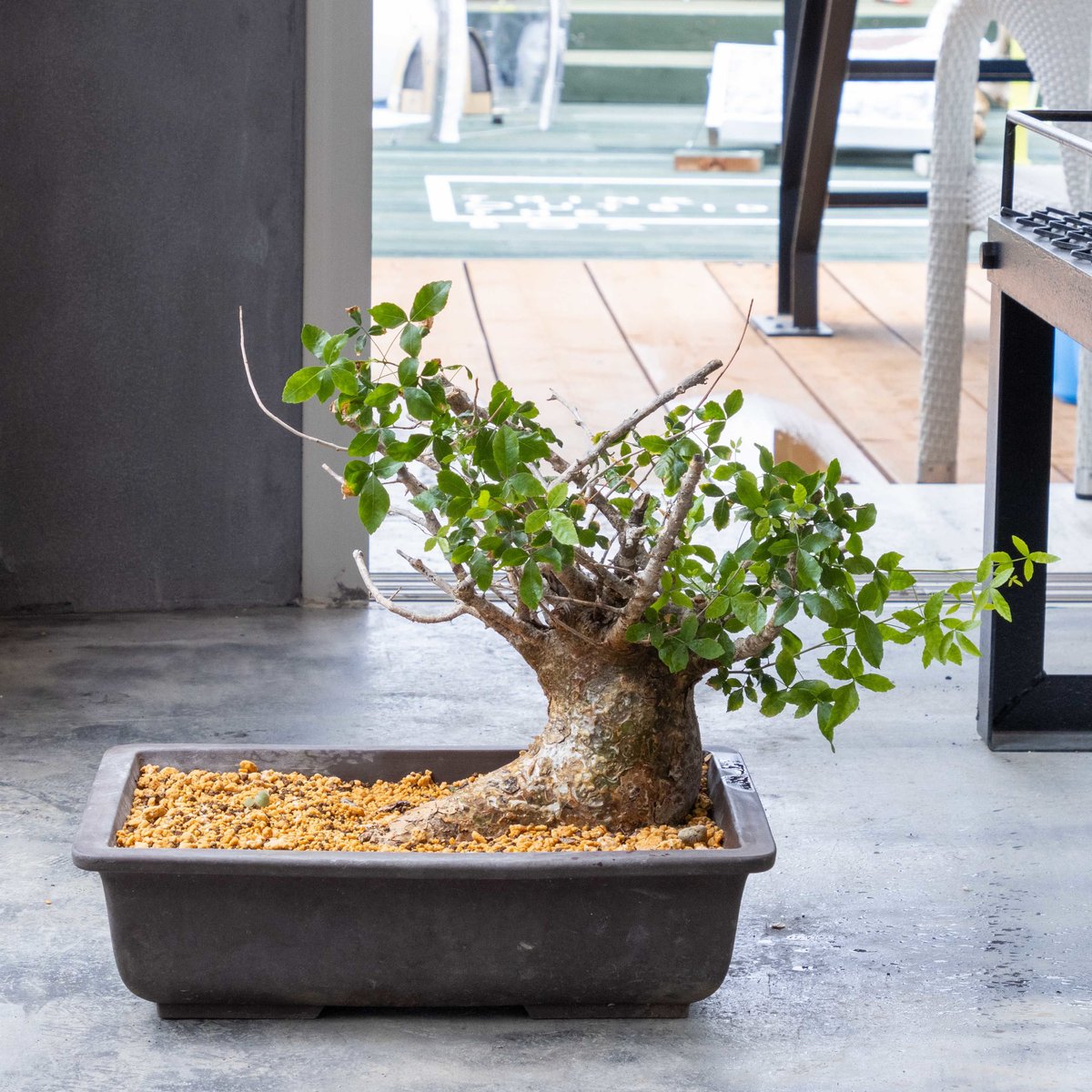 コミフォラ　フンベルティ　盆栽　白肌 コミフォラ フンベルティ | hanayoshi-botanical