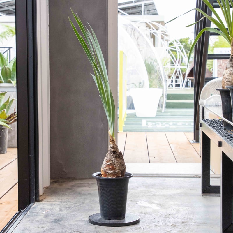 な*ち様 ブーファン ディスティチャ ブーファン・ディスティチャ NHB-0005 | ISALO