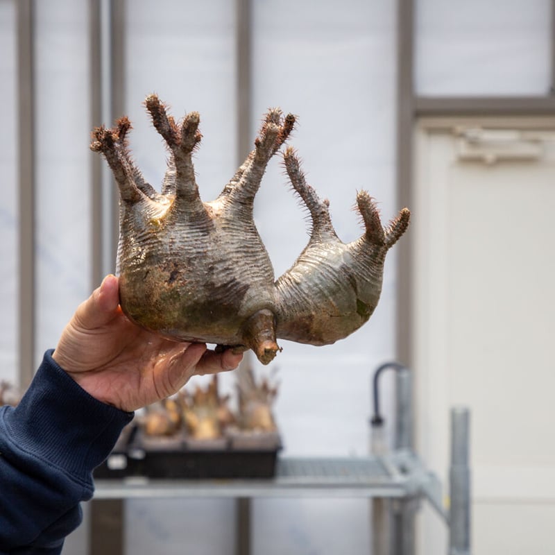 多頭】グラキリス 2203-08-G-05【スペシャル】 | ISALO