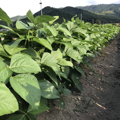 黒枝豆1kg