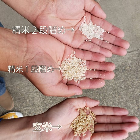 有機栽培コシヒカリ５kg（玄米）