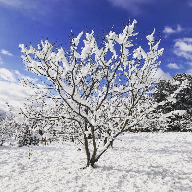 低温熟成 丹波栗2Lサイズ500g | ひょうたん農場