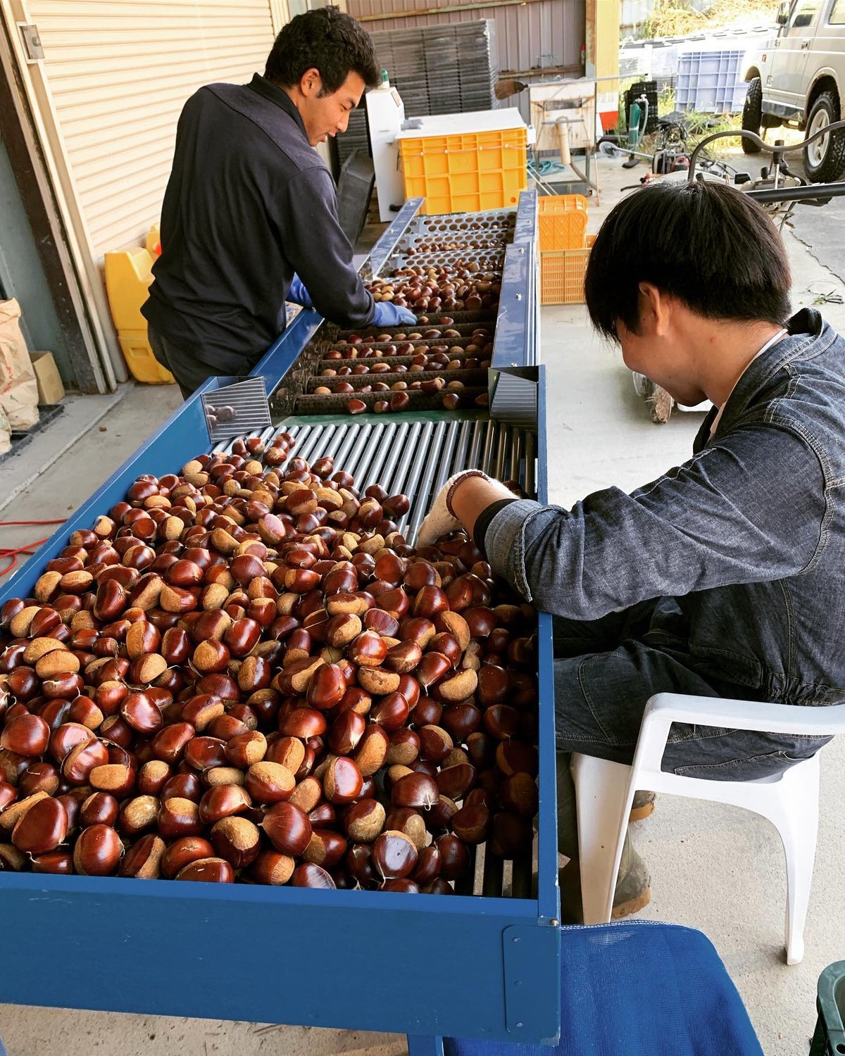 ひでお　３Ｌサイズ　５キロ　農薬不使用生栗 低温熟成 丹波栗3Lサイズ500g | ひょうたん農場