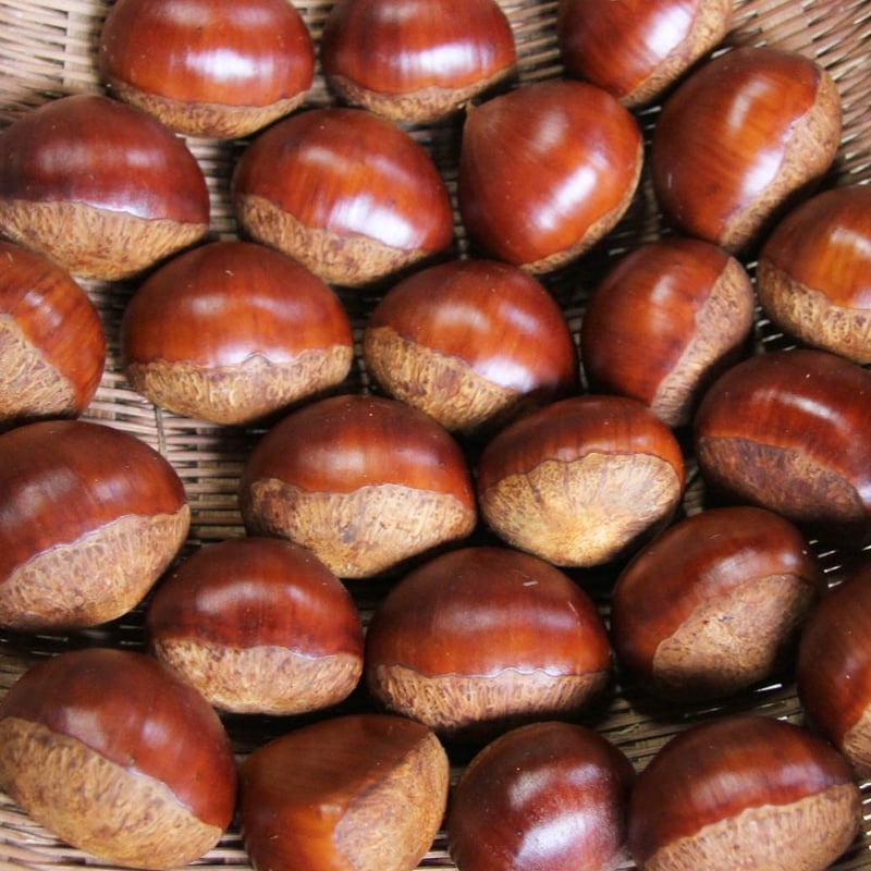 低温熟成 丹波栗2Lサイズ500g | ひょうたん農場