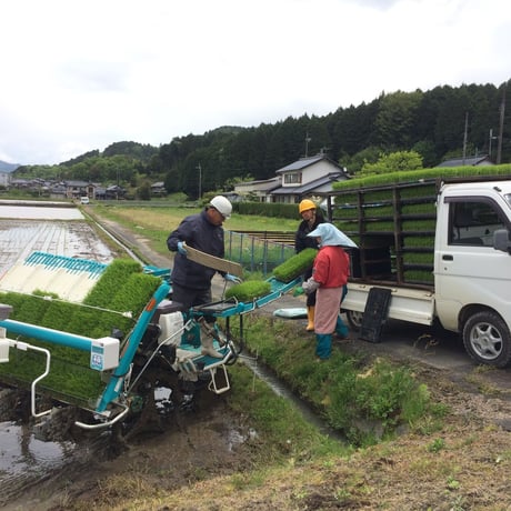 有機栽培コシヒカリ５kg（玄米）