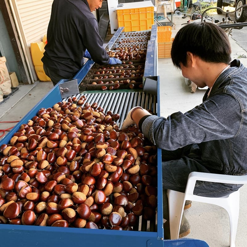 低温熟成 丹波栗2Lサイズ500g | ひょうたん農場